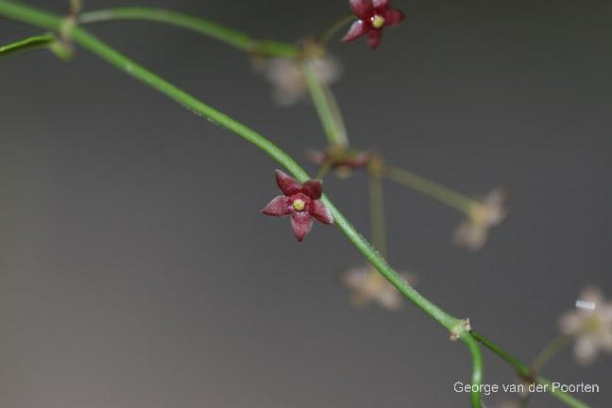 Vincetoxicum flexuosum var. tenuis (Blume) Schneidt, Meve & Liede